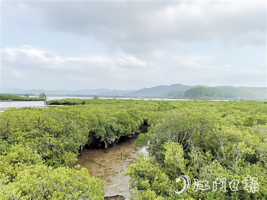 恩平鎮(zhèn)海灣紅樹林是環(huán)鎮(zhèn)海灣生態(tài)文明發(fā)展示范區(qū)的一顆耀眼明珠。