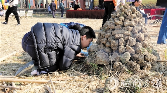 孩子在田野間體驗焗雞。