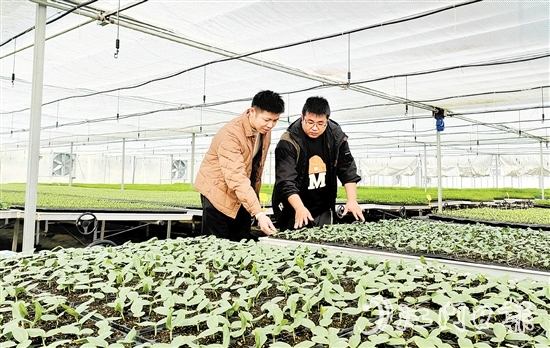 沖蔞鎮(zhèn)大力發(fā)展南瓜產(chǎn)業(yè)，點亮致富新希望。