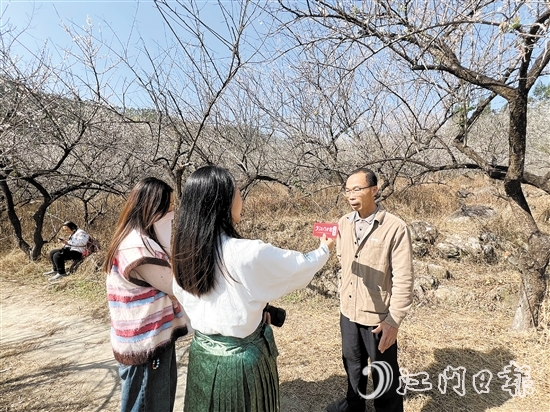 黎松德介紹今年梅花開放情況。