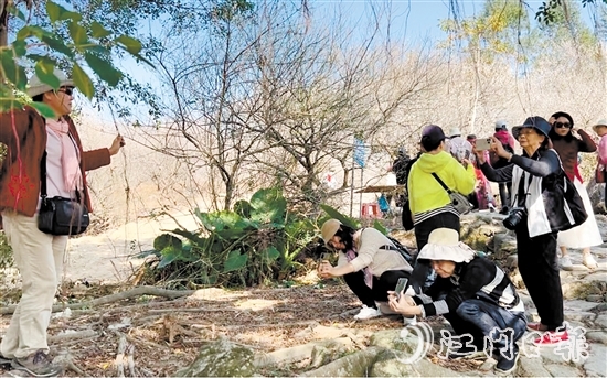 游客在欖坑梅花谷賞梅、拍照。