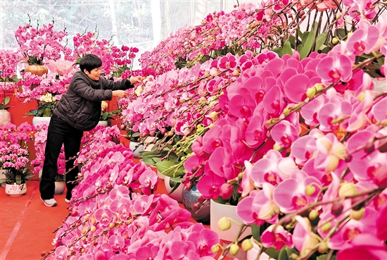 蘭花是年花市場的寵兒，深受市民喜愛。