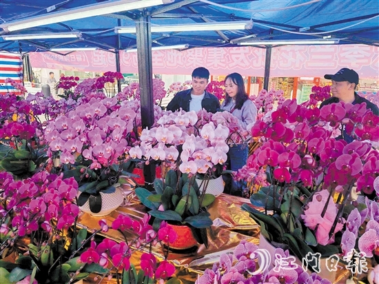 連日來，新會(huì)大融城、時(shí)代城和岡州廣場(chǎng)的迎春花市陸續(xù)開市。