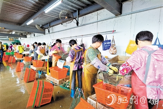 新會成功培育出國家首批農(nóng)業(yè)產(chǎn)業(yè)強鎮(zhèn)大鰲鎮(zhèn)，推動鄉(xiāng)村產(chǎn)業(yè)振興。