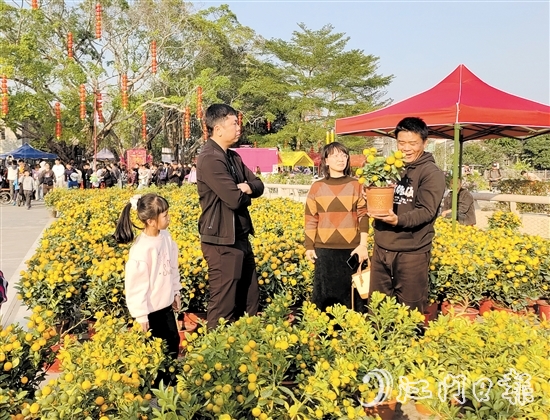 寓意“大吉大利”的傳統(tǒng)年桔吸引了不少市民、游客前來(lái)選購(gòu)。