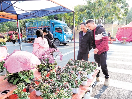 市民在鶴山迎春花市挑選年花。