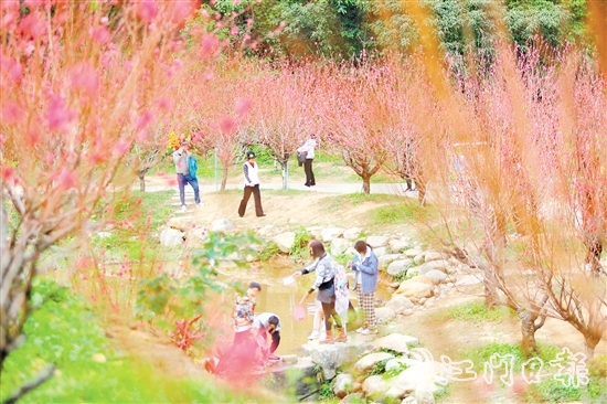 白水帶風(fēng)景區(qū)桃花盛開，吸引大量游客前來打卡。付師華