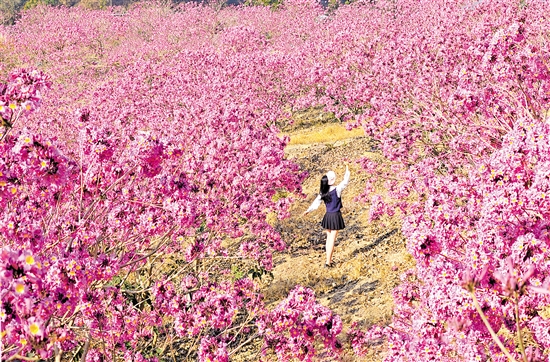 鶴山市共和鎮(zhèn)來蘇村的紫花風(fēng)鈴木綻放。