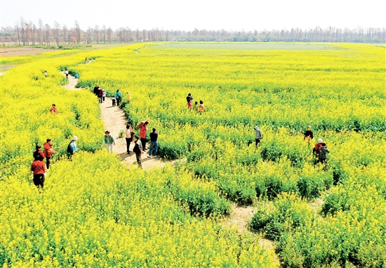 江海區(qū)都市農(nóng)業(yè)生態(tài)園油菜花盛開，吸引不少市民前往游玩。