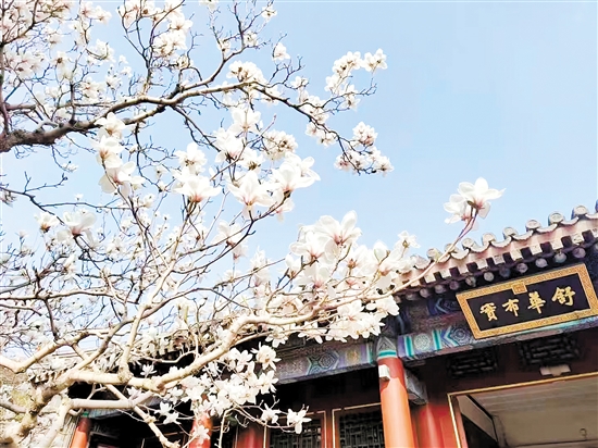 春天，北京頤和園的白玉蘭盛放，尋芳賞春正當(dāng)時。