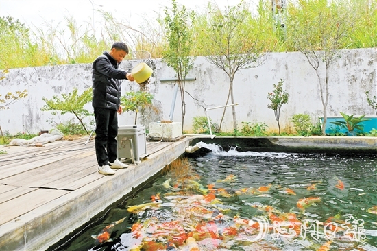 在新港錦鯉養(yǎng)殖場(chǎng)，場(chǎng)主劉耀新將餌料一撒而下，塘中色彩艷麗的錦鯉蜂擁而至，爭(zhēng)搶食物。