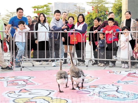 市民通過套圈的形式“抱得大鵝歸”。