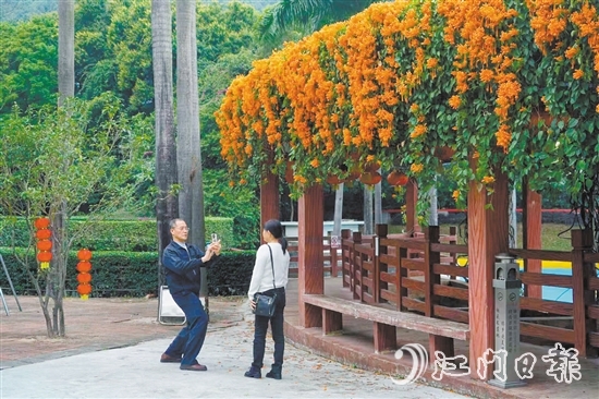 “炮仗花長廊”吸引了不少市民游客前來拍照。