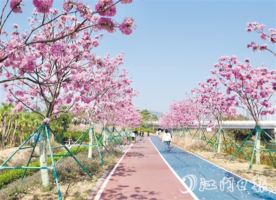 新會區(qū)推動碧道建設(shè)，美麗的風(fēng)光吸引眾多市民、游客前來觀賞。