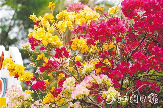 東湖公園種植了多個(gè)簕杜鵑品種。