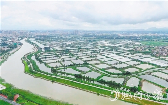 古勞鎮(zhèn)發(fā)動魚塘養(yǎng)殖戶開展魚塘清淤，推動魚塘養(yǎng)殖增產增收。