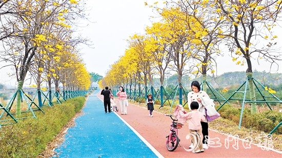 新會英洲海碧道兩旁的黃花風鈴吸引了不少市民和游客。