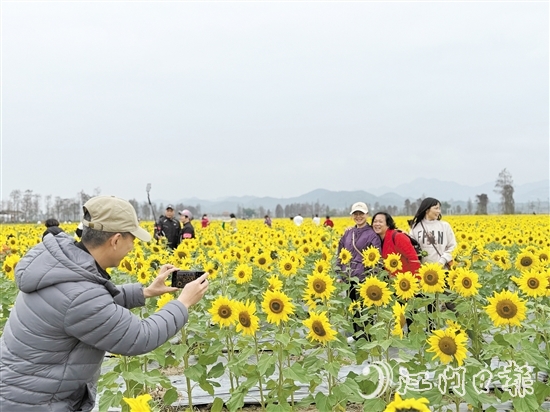游客們在花海中游玩。