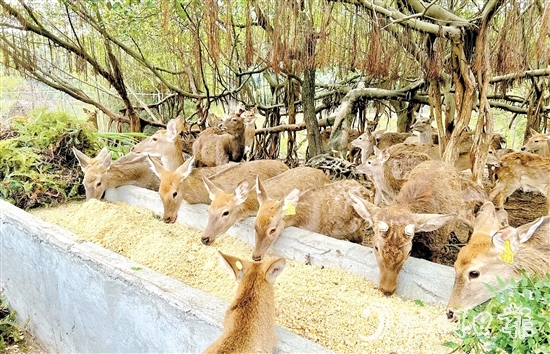 位于雅瑤鎮(zhèn)的棱壩梅花鹿生態(tài)農(nóng)場內(nèi)，百鹿呦鳴。