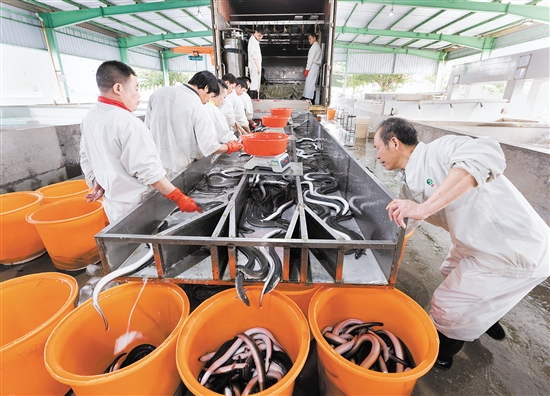 臺(tái)山市鰻魚產(chǎn)業(yè)園構(gòu)建了飼料生產(chǎn)、鰻魚養(yǎng)殖、烤鰻加工和鰻魚出口“一條龍”式的鰻魚產(chǎn)業(yè)鏈，活鰻年產(chǎn)量約50502噸。
