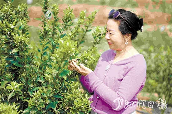 周詠蓮在柑果園中查看柑花生長情況。