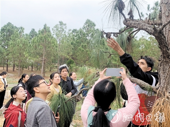 志愿者向大家講解松樹的生長(zhǎng)特性和授粉過程。