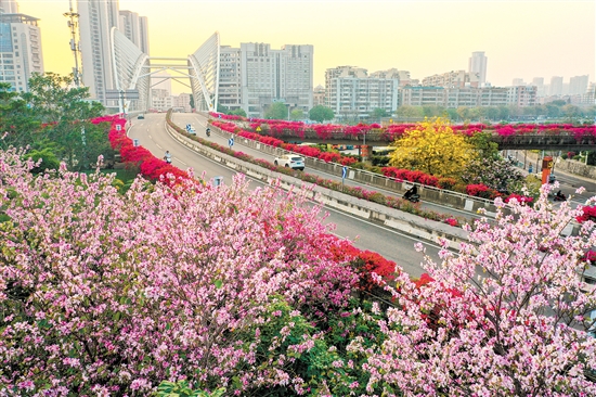 蓬江區(qū)東華大橋周圍鮮花競(jìng)相開放。郭永樂(lè)