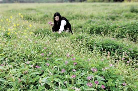 開平市塘口鎮(zhèn)龍光里的紫云英迎來(lái)花期。周華東