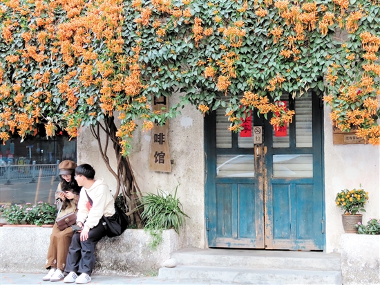 開平市三埠街道港口路的炮仗花開得絢爛熱烈。李淑珩