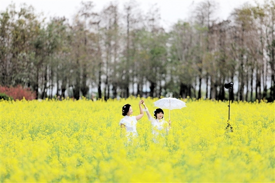 江海區(qū)都市農(nóng)業(yè)生態(tài)公園的油菜花?如金色的海洋。
