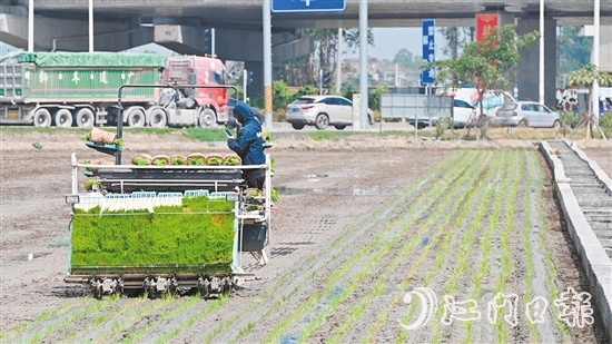 隨著機器開動，秧苗按照設(shè)定好的間距和深度被整齊地插進田間。