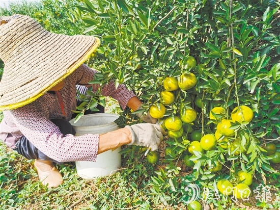 新會著力推動實現(xiàn)新會陳皮從田頭采收到市場全閉環(huán)溯源管理。