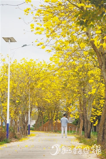 1.“四好農(nóng)村路”風鈴大道