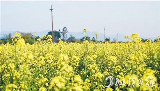 3.玄潭油菜田