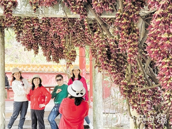 禾雀花在公坑寺盛放，吸引了眾多市民游客前來打卡。