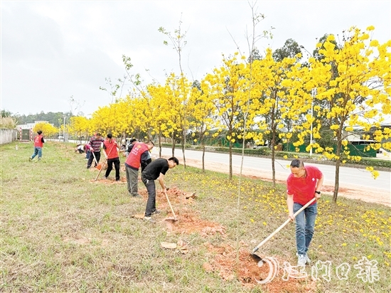 宅梧鎮(zhèn)組織開展植樹活動。