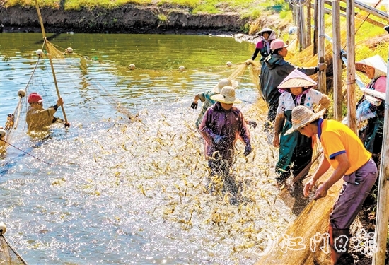 大鰲鎮(zhèn)著力實(shí)施“一只蝦”工程。