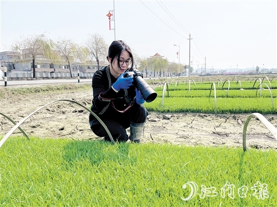 尹曉婷到田里查看秧苗成長情況。