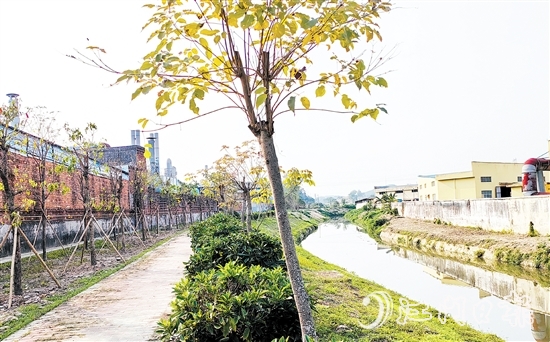 新橋水流域經(jīng)過(guò)治理后，環(huán)境大大改善。
