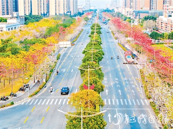 在無(wú)人機(jī)航拍鏡頭下，金甌路西延線綿延幾公里的花帶令人驚艷，宛如一幅流動(dòng)的繁花長(zhǎng)卷。劉瓊