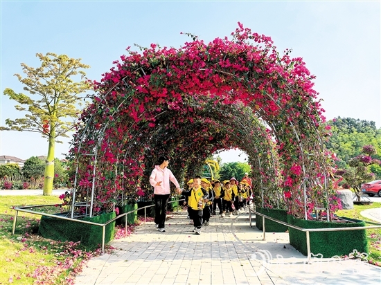 奇榜村種植簕杜鵑美化村內(nèi)景觀，升級(jí)后的環(huán)境廣受好評(píng)。