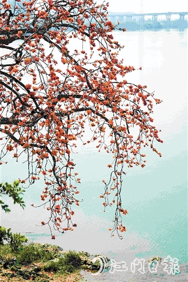 生長在岸邊的古木棉樹上，紅棉層層疊疊，與碧綠的江水相映成趣。