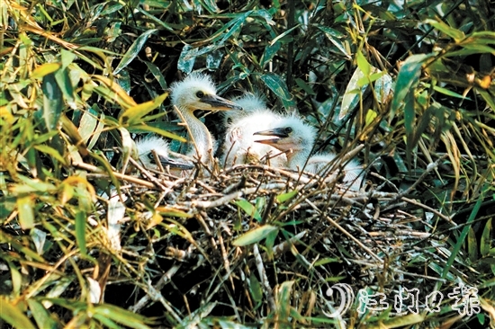 鷺鳥寶寶出殼，十分可愛。