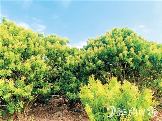 在北陡鎮(zhèn)荔枝林，淡黃的花穗綴滿枝頭。