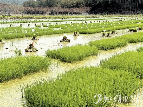 在陽(yáng)光的照耀下，育苗水田上的稻苗煥發(fā)出勃勃生機(jī)。