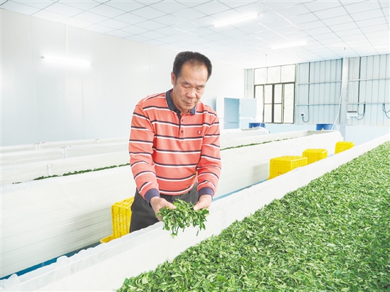 在鶴山市宅梧康茗種養(yǎng)專業(yè)合作社的標(biāo)準(zhǔn)化茶葉加工車間里，余國(guó)強(qiáng)在萎凋間翻動(dòng)茶青。
