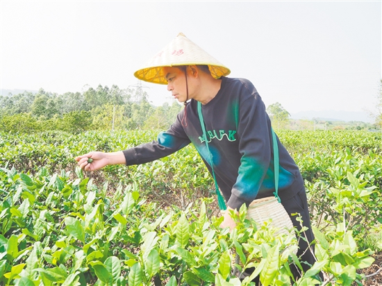 莫華振在茶園里采摘春茶，經(jīng)過(guò)數(shù)年培育，今年茶園迎來(lái)豐收。