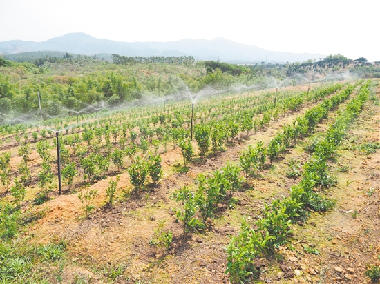 鶴山市真斗茶業(yè)有限公司的新茶園配備了自動(dòng)噴淋系統(tǒng)，為茶樹生長(zhǎng)提供充足水分。