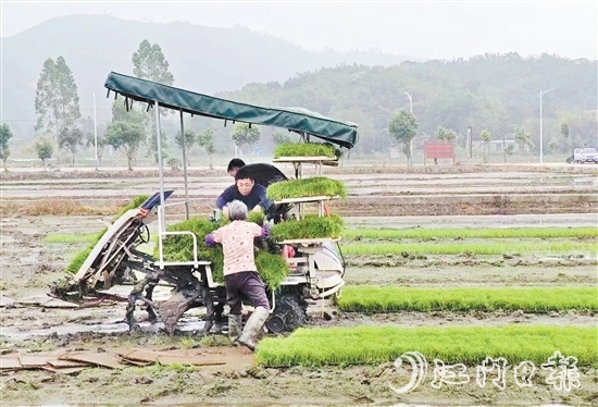 試驗基地在開展鹽堿地改造、耐鹽堿水稻試驗的同時，帶動周邊農(nóng)戶參與，讓村民實現(xiàn)“家門口”就業(yè)。