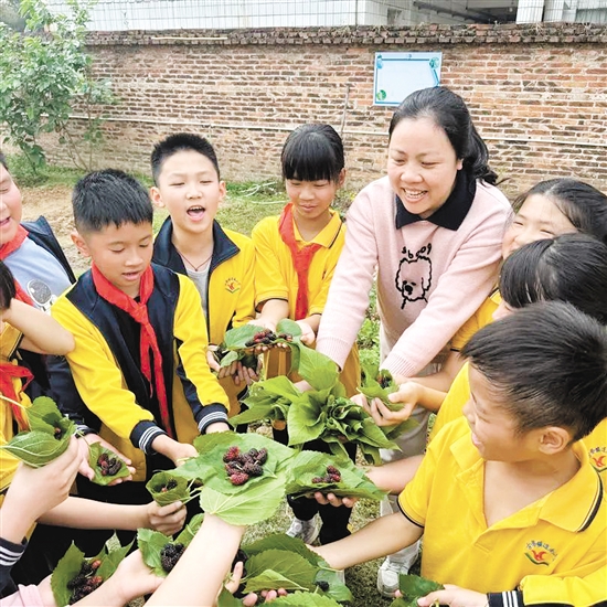在古勞鎮(zhèn)連南小學(xué)“樂桑園”勞動實踐基地，學(xué)生們分工合作采摘桑葚。